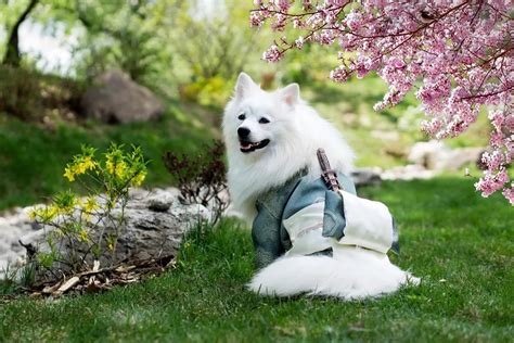 銀狐犬怎麼養怎麼教 當我們談論銀狐犬的養護時